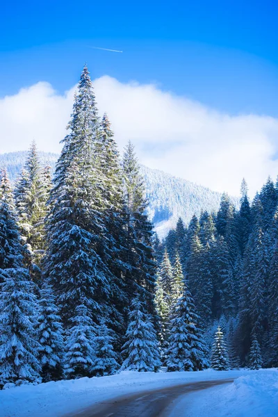 Increíble Vista Naturaleza Con Árboles Nevados — Foto de Stock