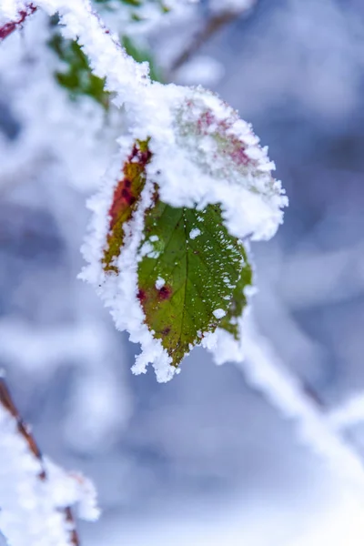 Verschneite Kahle Bäume Und Äste Winterlichen Wald — Stockfoto