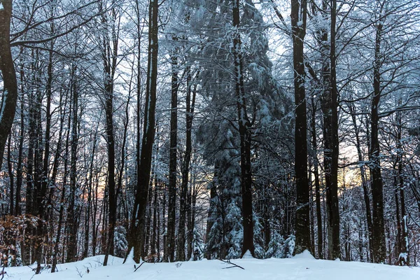 Sneeuw Bedekte Kale Bomen Takken Winterse Bos — Stockfoto