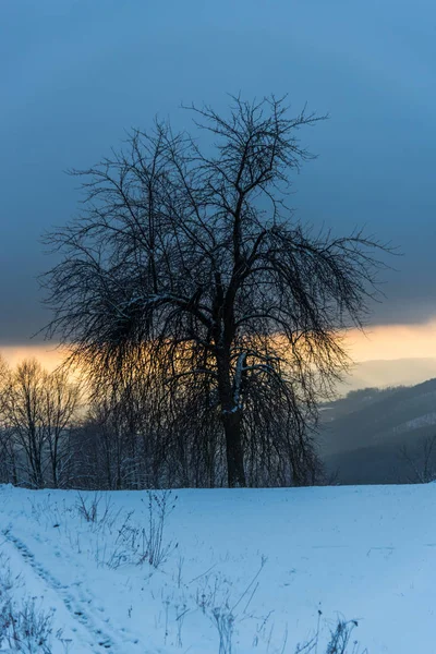 Prachtig Uitzicht Van Natuur Met Besneeuwde Bomen — Stockfoto