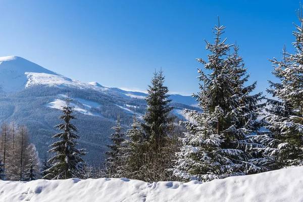 Snow Covered Trees Branches Wintry Forest — Stock Photo, Image