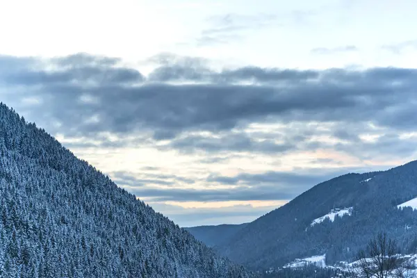 Increíble Vista Naturaleza Con Pinos Cielo Nublado — Foto de Stock