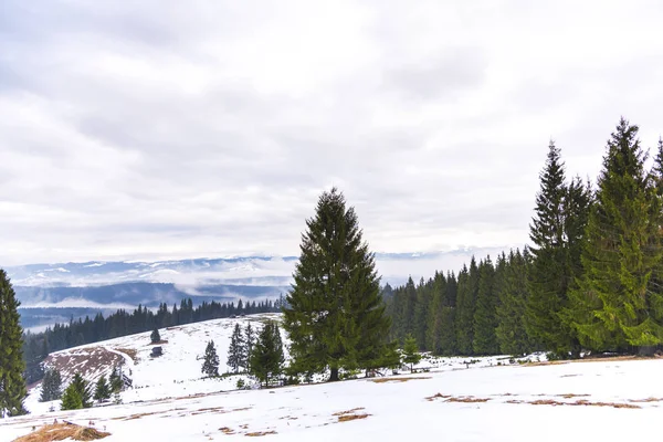 Increíble Vista Naturaleza Con Pinos Cielo Nublado — Foto de Stock