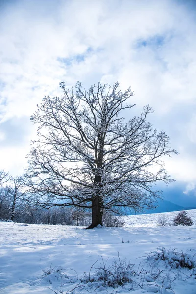 Árboles Desnudos Cubiertos Nieve Ramas Bosque Invernal — Foto de Stock