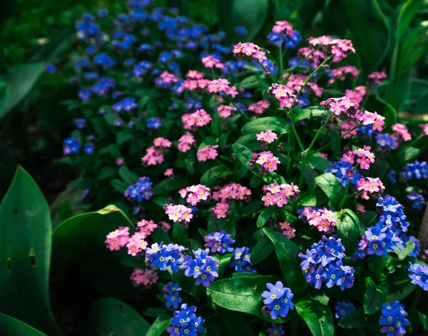 Şaşırtıcı Ihale Çiçek Açan Çiçekler Yakın Çekim — Stok fotoğraf