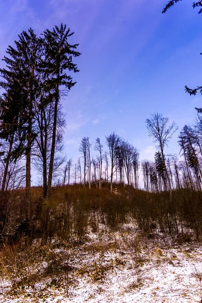 Prachtig Uitzicht Van Natuur Met Bomen Een Blauwe Hemelachtergrond — Stockfoto
