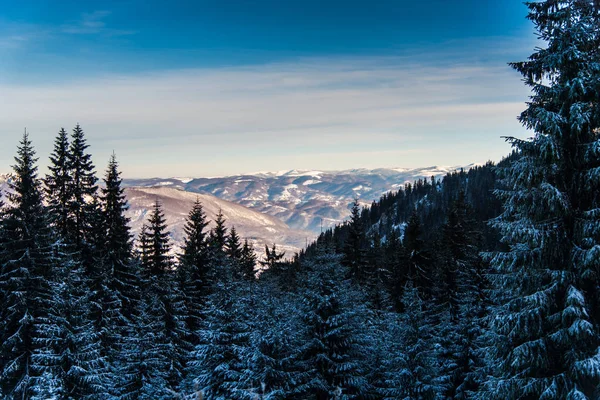 Increíble Vista Naturaleza Con Pinos Cielo Nublado — Foto de Stock