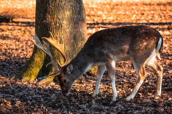 Indah Rusa Habitat Alam — Stok Foto