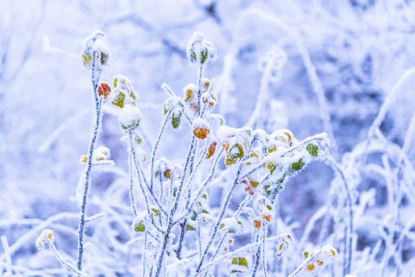 Обнаженные Снегом Деревья Ветви Зимнем Лесу — стоковое фото