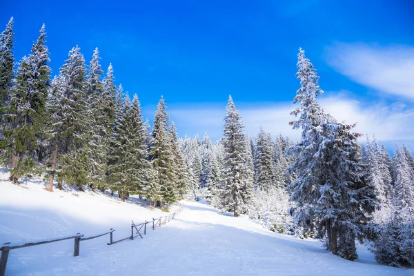 Árboles Ramas Cubiertos Nieve Bosque Invernal — Foto de Stock