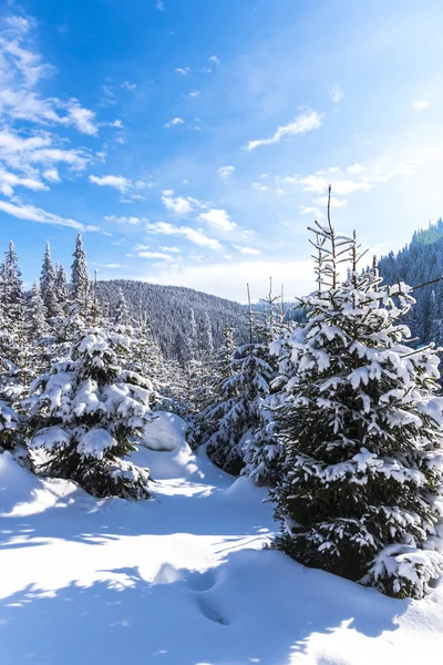 Árboles Ramas Cubiertos Nieve Bosque Invernal — Foto de Stock