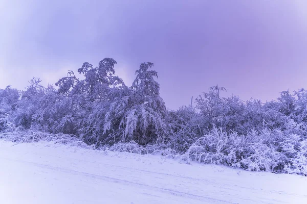 Árboles Cubiertos Nieve Llena Con Huellas Neumáticos Bosque Brumoso —  Fotos de Stock