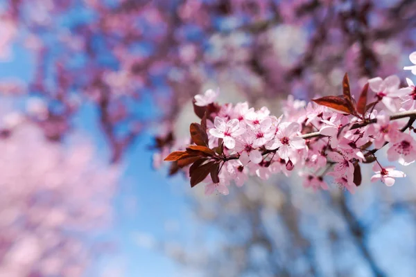Cseresznye Ága Virágokkal Közelről — Stock Fotó