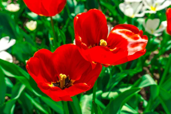 Şaşırtıcı ihale çiçek açan çiçekler yakın çekim