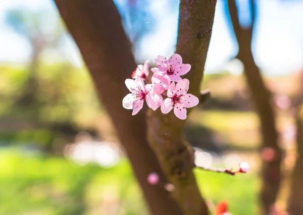 Kirschbaumzweig Mit Blüten Nahaufnahme — Stockfoto