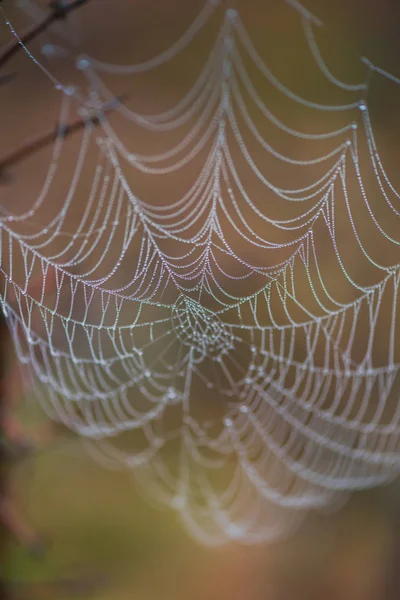 Gros Plan Toile Araignée Avec Gouttes Rosée — Photo