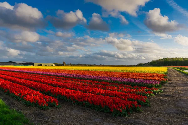 Weergave Van Bloeiende Tulpen Groeien Bij Plantage Veld — Stockfoto