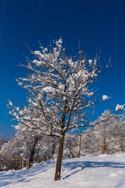 Karla kaplı çıplak ağaçlar ve dalları kış orman