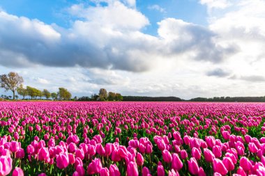 Pembe lale çiçek alan bulutlu gökyüzü altında yeşil ağaçlar ile doğal görünümünü