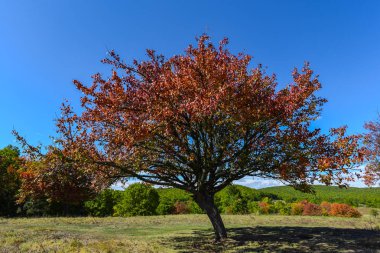 Kırmızı foliaged ağacı doğal görünümünü tarih Pzr çayır ışıklı