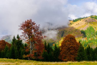 Ağaçlar ve bulutlu gökyüzü arka plan şaşırtıcı doğa manzaralı