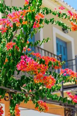 pembe çiçek açan ağaç ev balkon tarafından