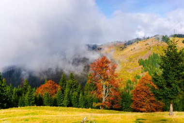 Ağaçlar ve bulutlu gökyüzü arka plan şaşırtıcı doğa manzaralı