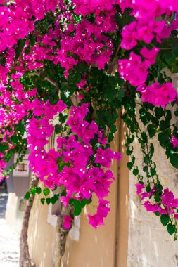 pembe çiçek açan ağaç evi parlak güneş ışığı altında tarafından