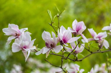 Şaşırtıcı ihale çiçek açan çiçekler yakın çekim