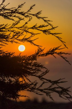 İnce tüylü dalları ile şaşırtıcı günbatımı
