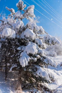 Karla kaplı çıplak ağaçlar ve dalları kış orman