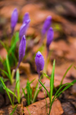 Orman katta erken ilkbaharda büyüyen vahşi bahar çiçek