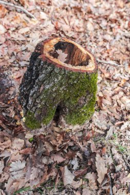 Sonbahar Ormanı çayırında yeşil yosun ile kaplı eski ağaç