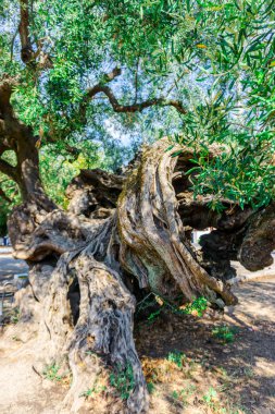 Curvy kökleri ile eski ilginç ağaç