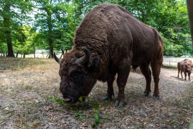 Orman çayır arka planda büyük Bizon