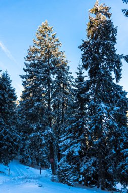 Çam ağaçları ve bulutlu gökyüzü arka plan şaşırtıcı doğa manzaralı