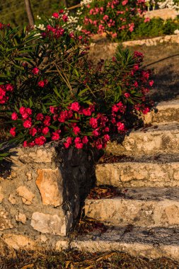 İnanılmaz renkli çiçek açan çiçekler yakın çekim 