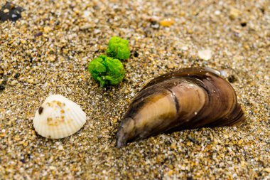 Kuzey Denizi 'nde sahilde mermiler