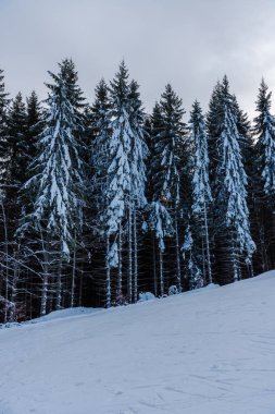Çam ağaçları ve bulutlu gökyüzü arka plan şaşırtıcı doğa manzaralı