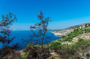 tepelerde ve deniz suyunda büyüyen ağaçlar 