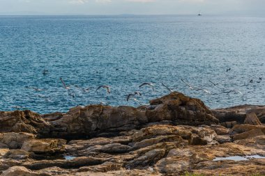 martı kuşlar ile deniz suyu ve kayalık plaj  