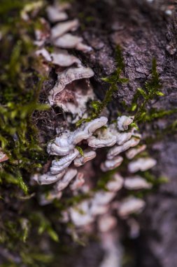 Küf arka plan açık havada seçici odak