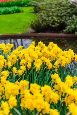 İnanılmaz renkli çiçek açan çiçekler yakın çekim 