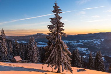 Çam ağaçları ve bulutlu gökyüzü arka plan şaşırtıcı doğa manzaralı