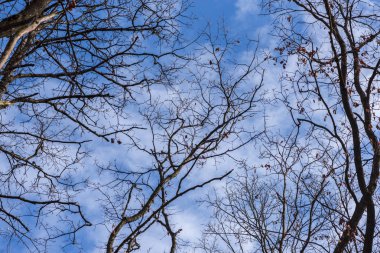 Mavi gökyüzüne karşı çıplak ağaçlar