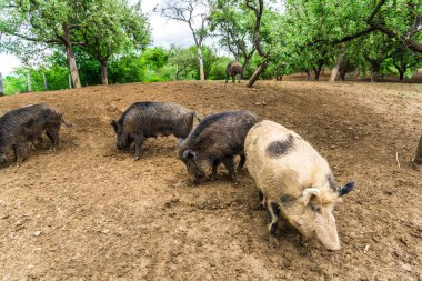 Komik küçük domuzu orman çayır üzerinde