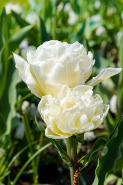 İnanılmaz renkli çiçek açan çiçekler yakın çekim