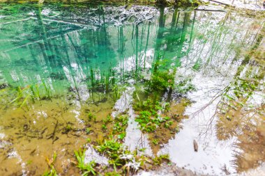Ormanda nehir yüzeyine yansıma