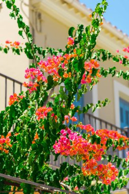 pembe çiçek açan ağaç ev balkon tarafından