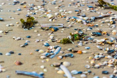 deniz kabukları deniz yosunu ile kumlu plaj